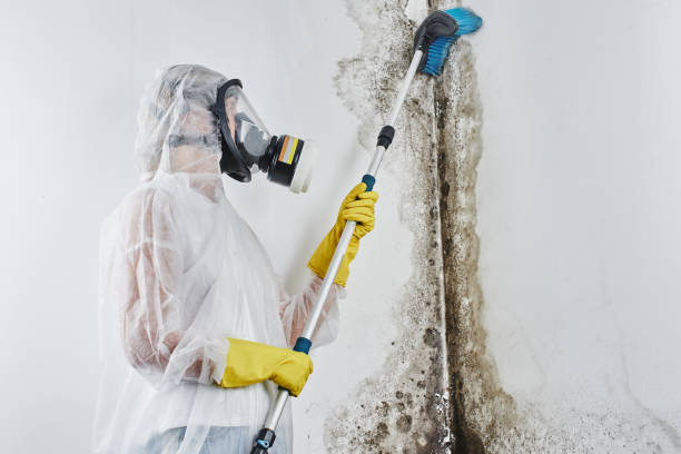 Why You Should Choose Our Mold Remediation Services in Blackville, SC